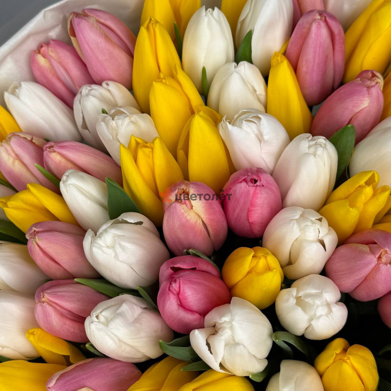 101 нежный тюльпан