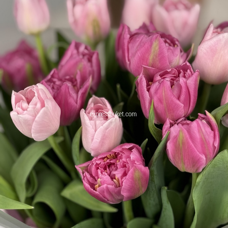 Девушка с тюльпанами