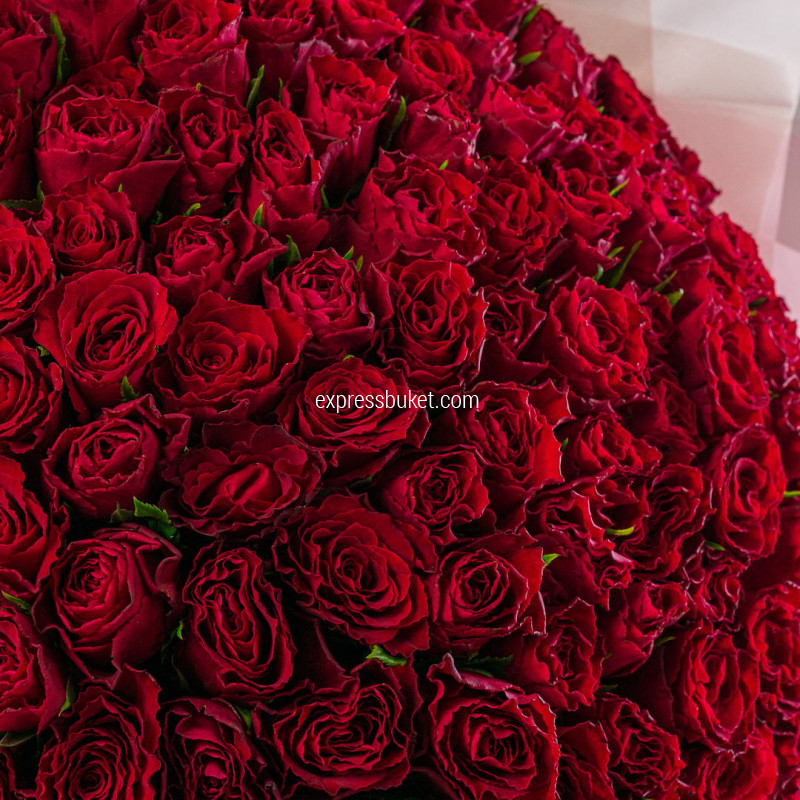 101 красная фирменная роза