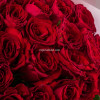 25 красных фирменных роз