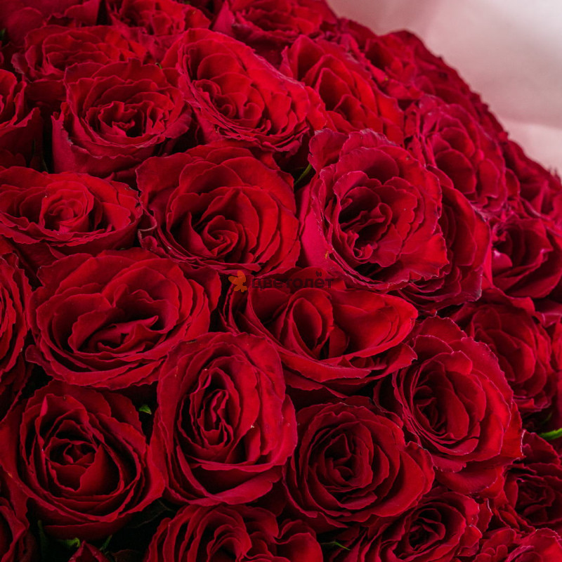 51 красная фирменная роза