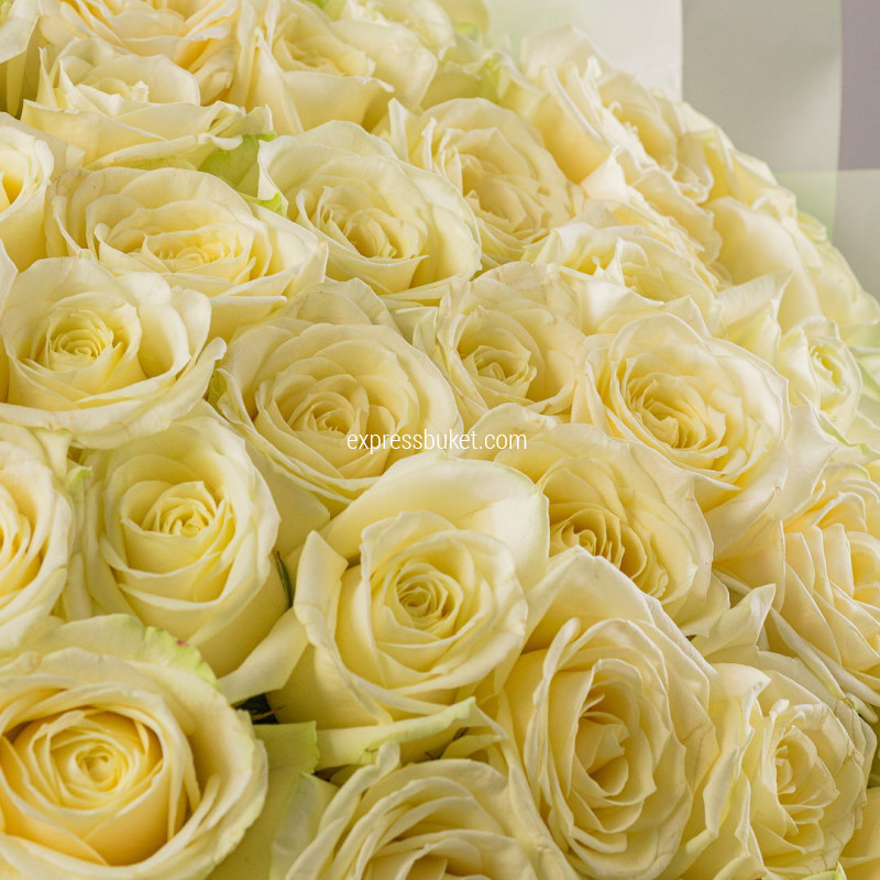 Букет роз Аваланж 51 шт