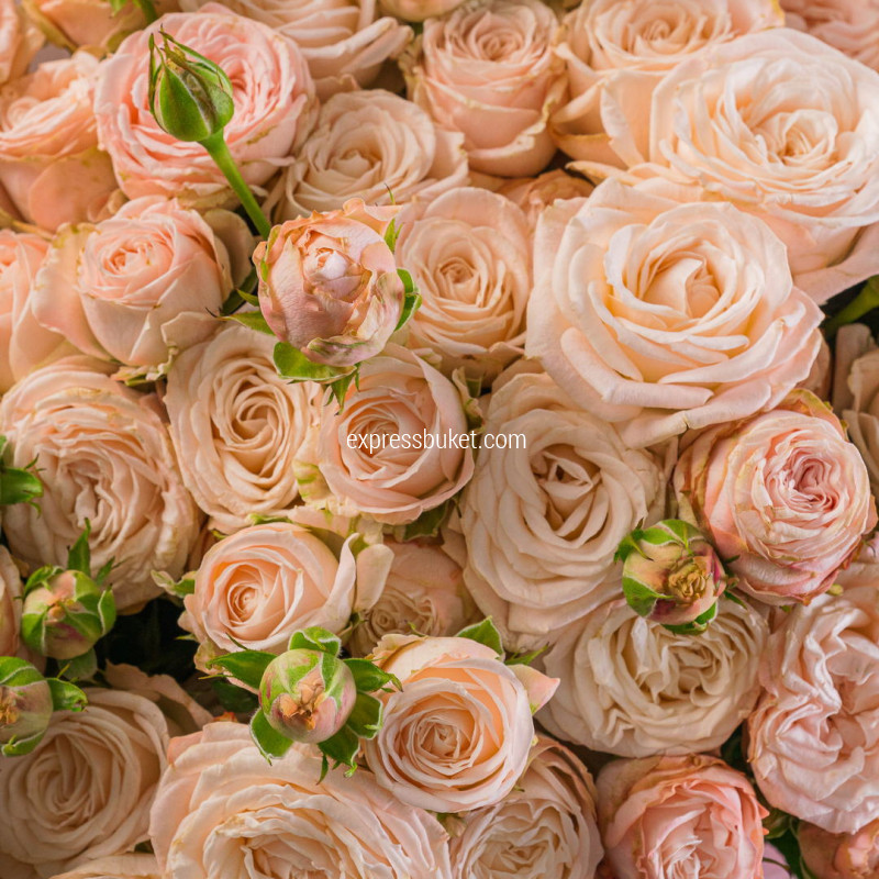 Букет из 21 пионовидных роз