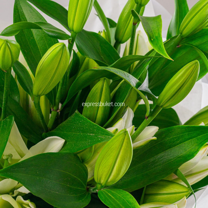 Букет из 5 лилий