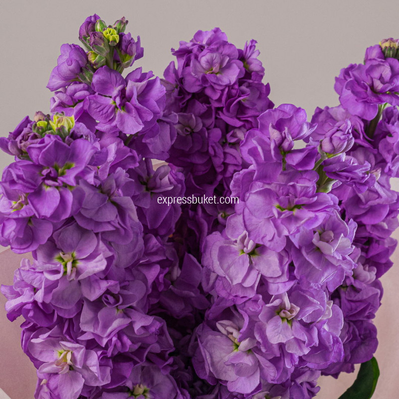 Букет из 5 маттиол