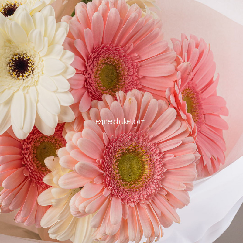 Букет из 15 гербер