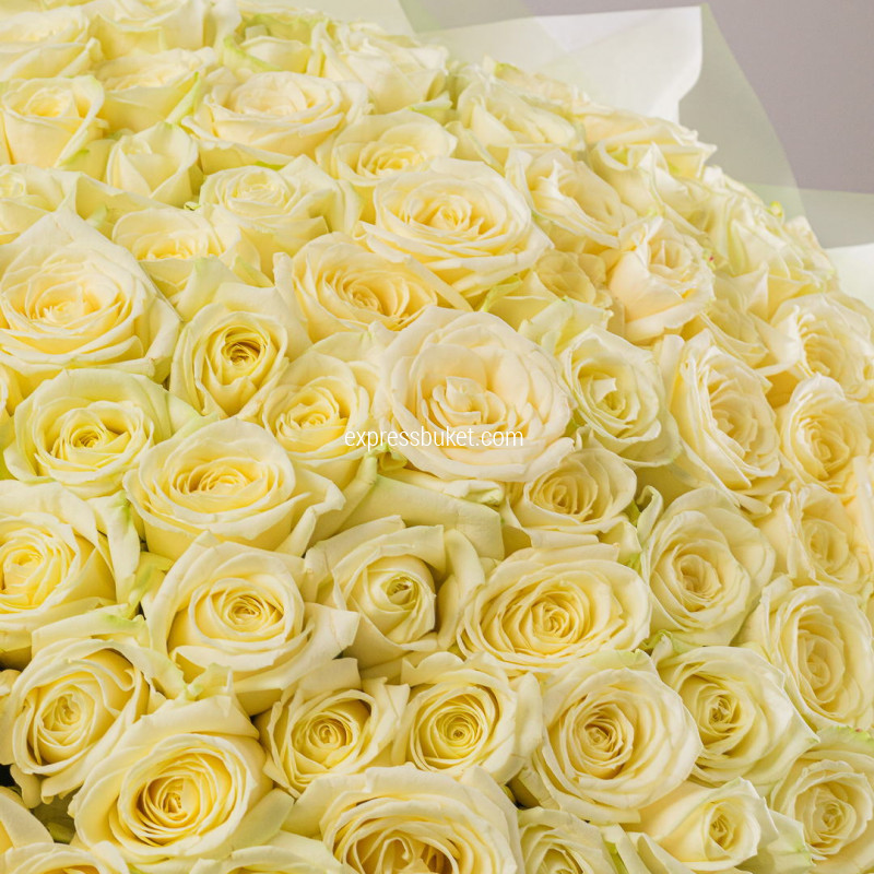 101 роза Аваланж