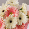 Букет из 15 гербер белые+розовые
