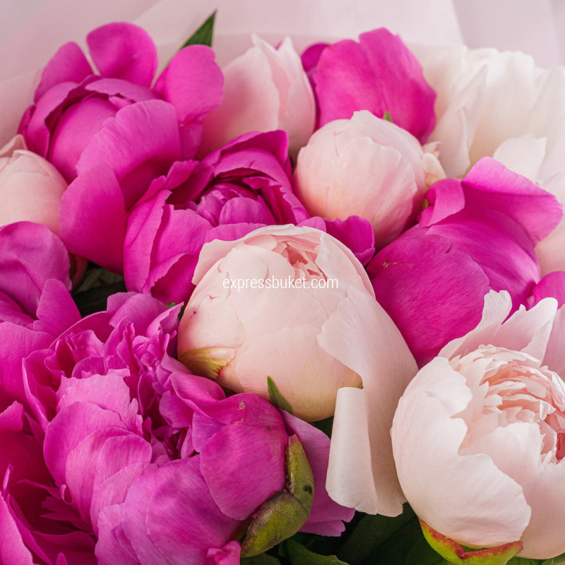 Пионы микс 15шт