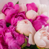 Пионы микс 15шт