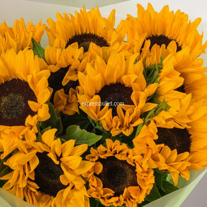 Букет из 11 подсолнухов