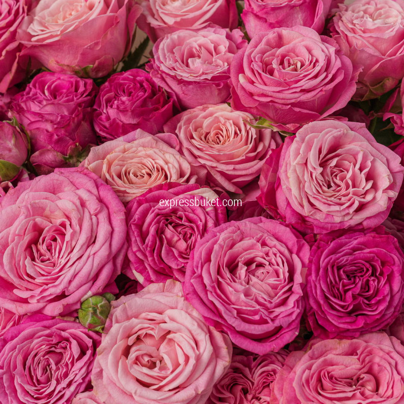 Розовый шелк цветов